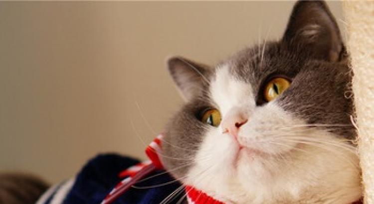 Как да шиете или плетете дрехи за котки със собствените си ръце